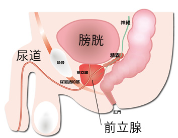 前立腺イメージ